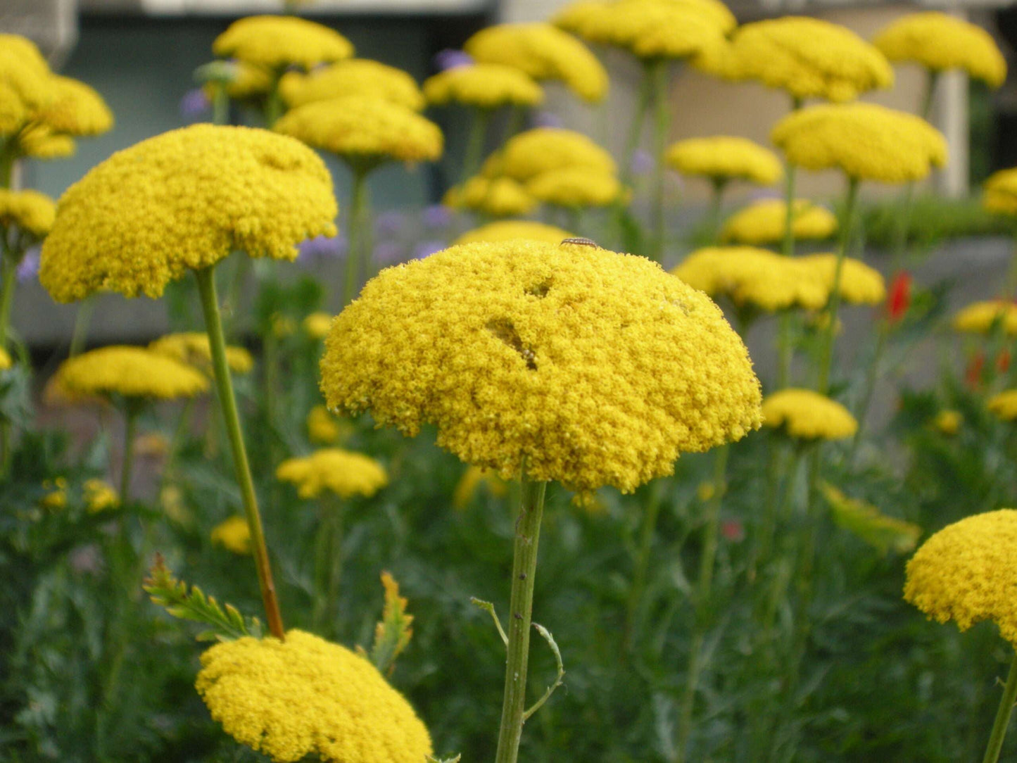 ACHILLEA 'Filipendulina'