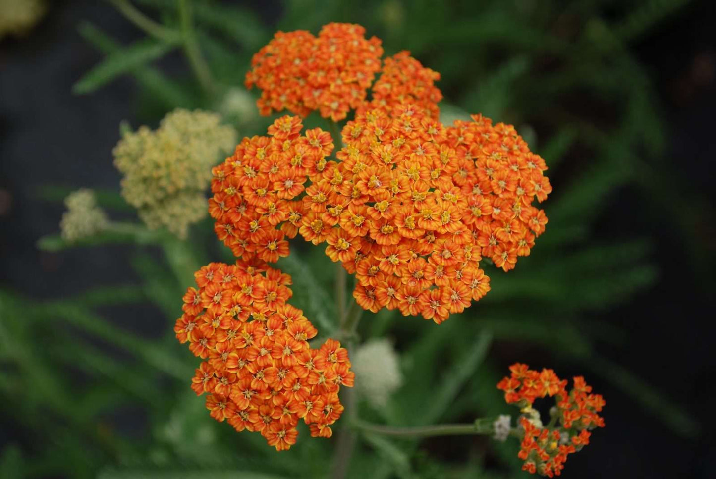 ACHILLEA 'Terracotta'