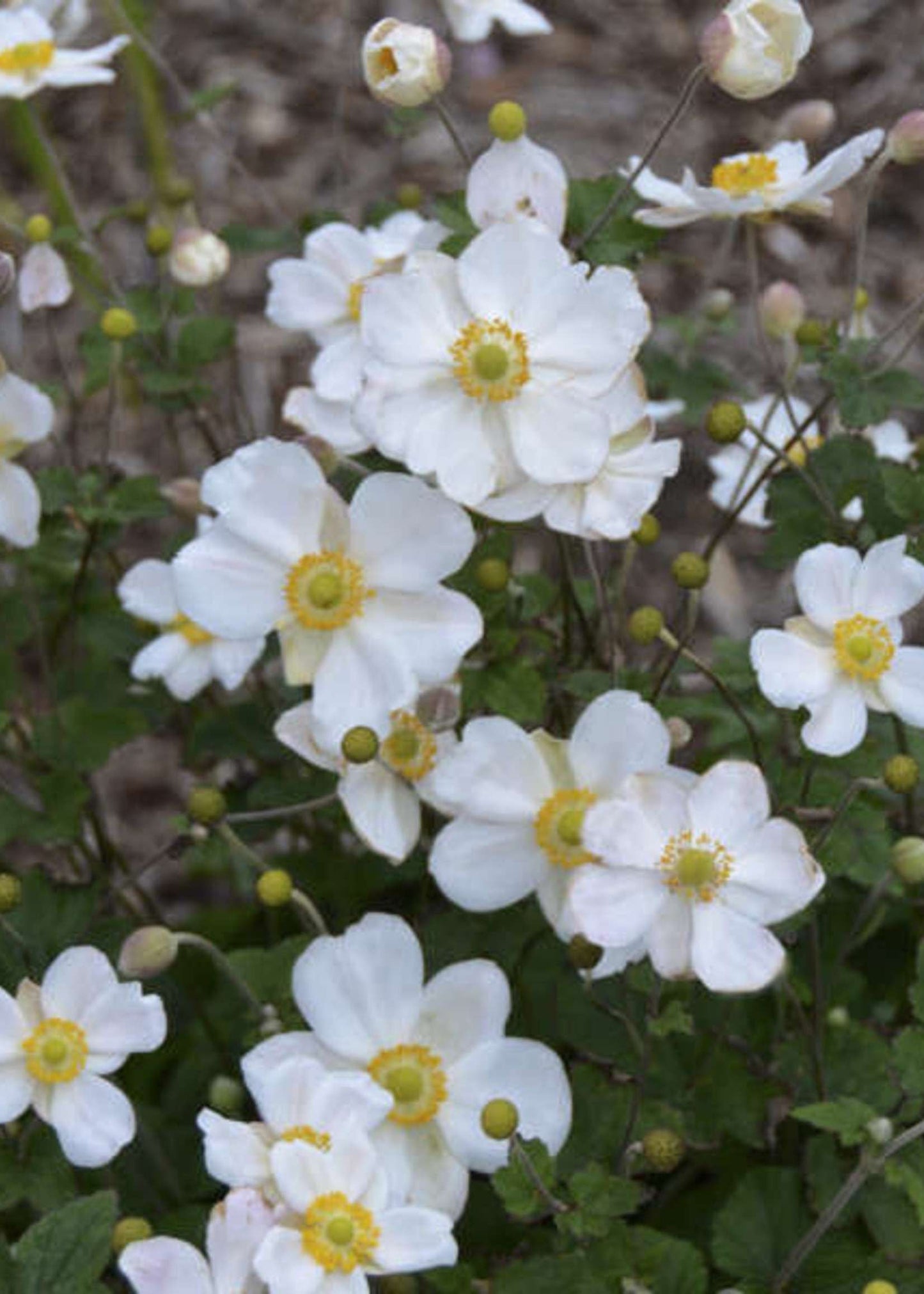 ANEMONE hybrida 'Honorine Jobert'