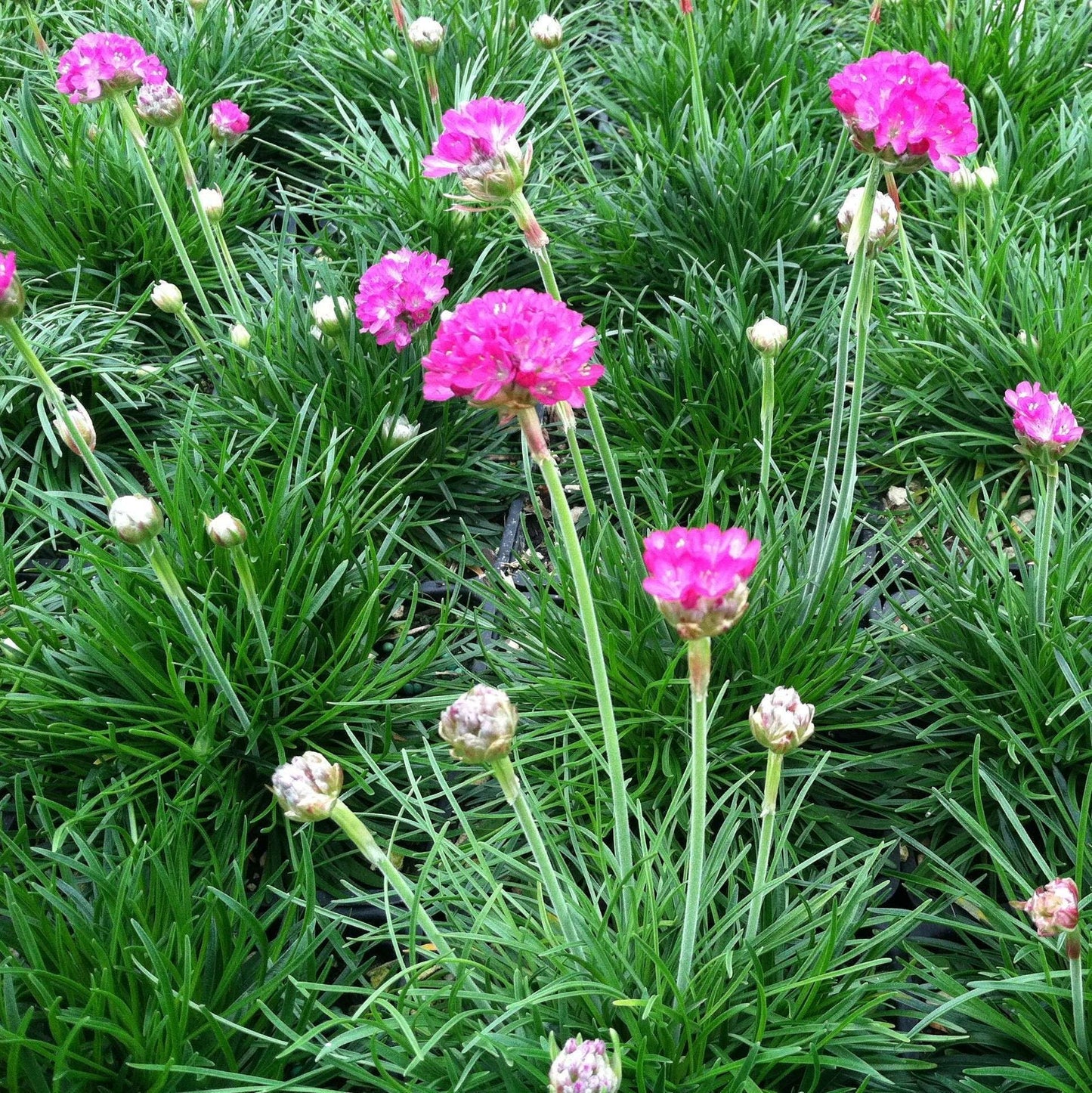 ARMERIA maritima 'Splendens'