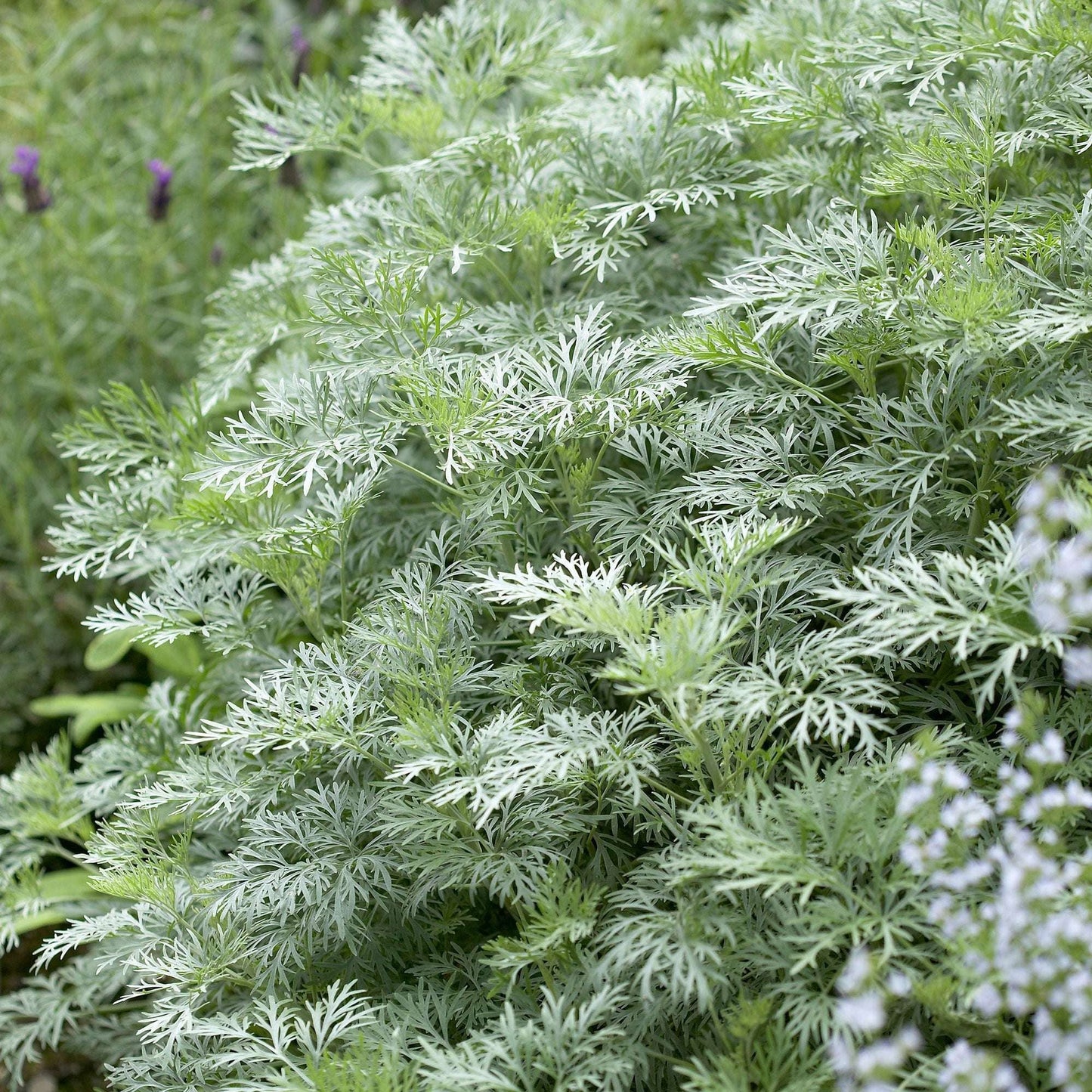 ARTEMISIA arborescens 'Powis Castle'