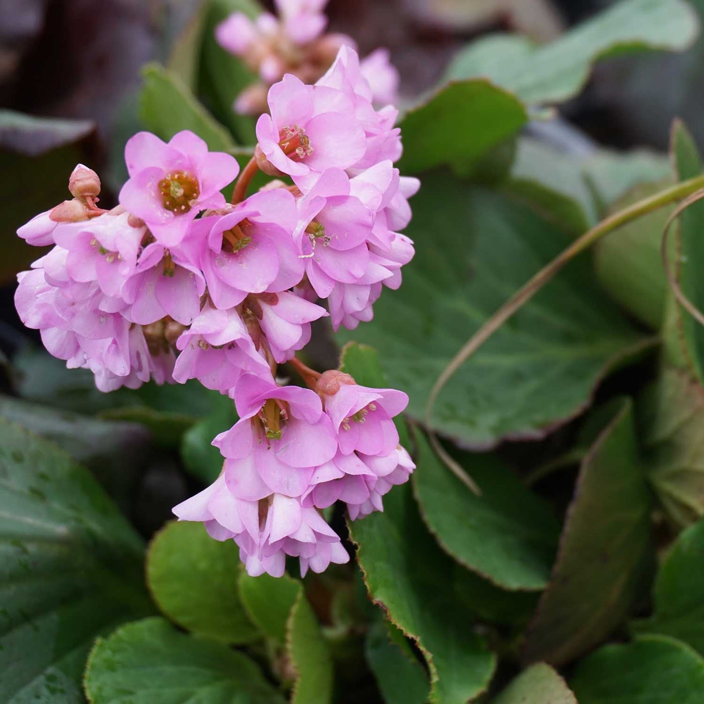 BERGENIA crassifolia