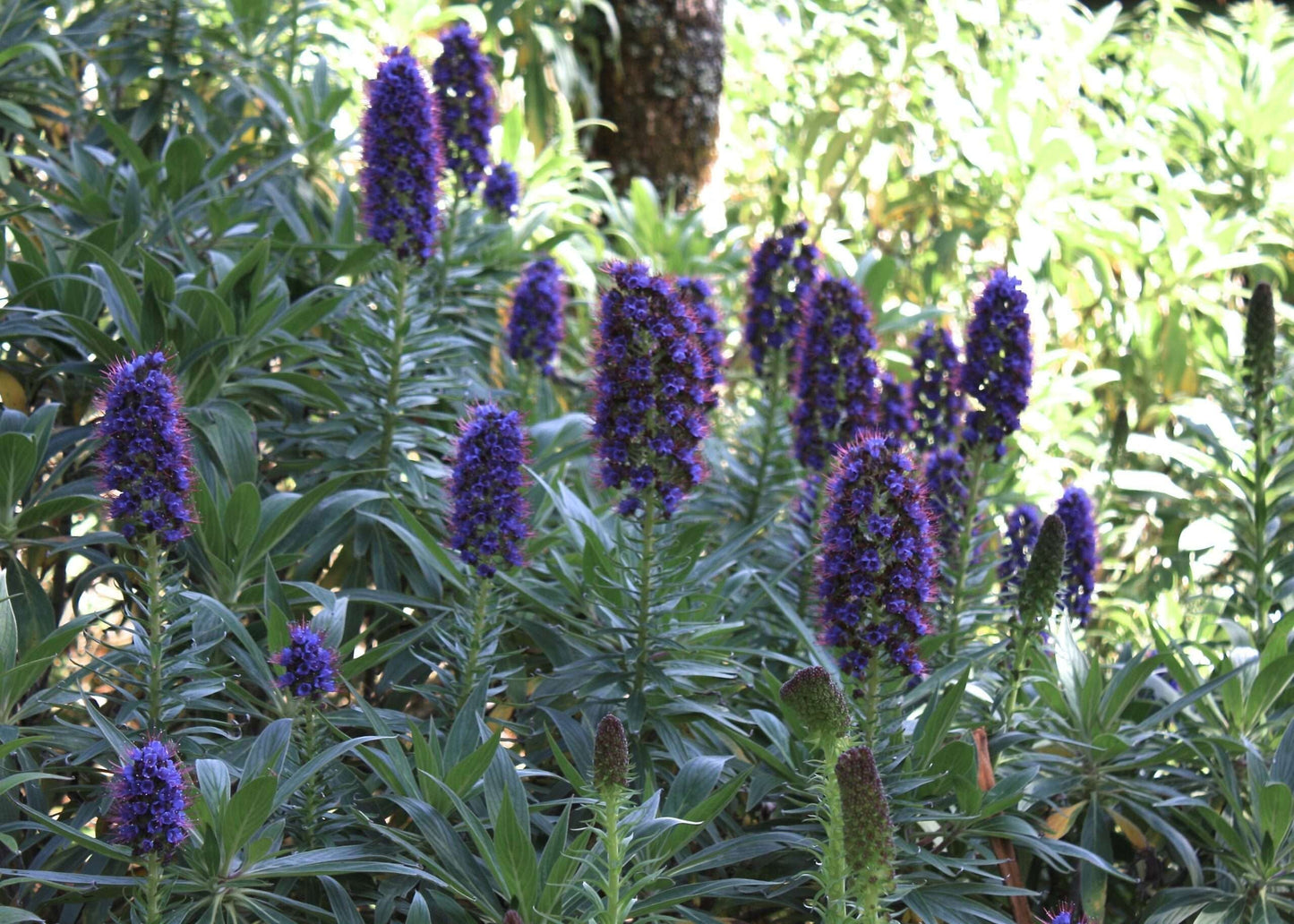 ECHIUM fastuosum