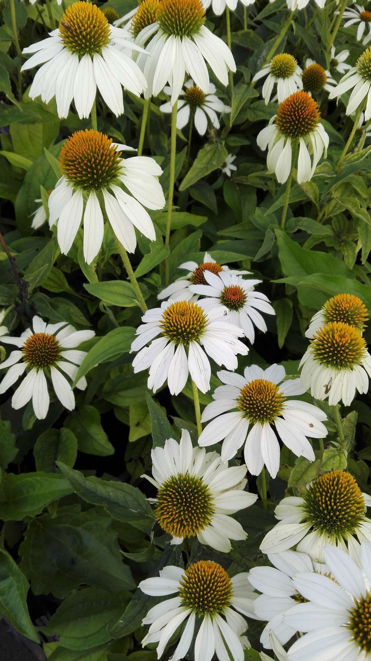 ECHINACEA 'Purpurea Alba'