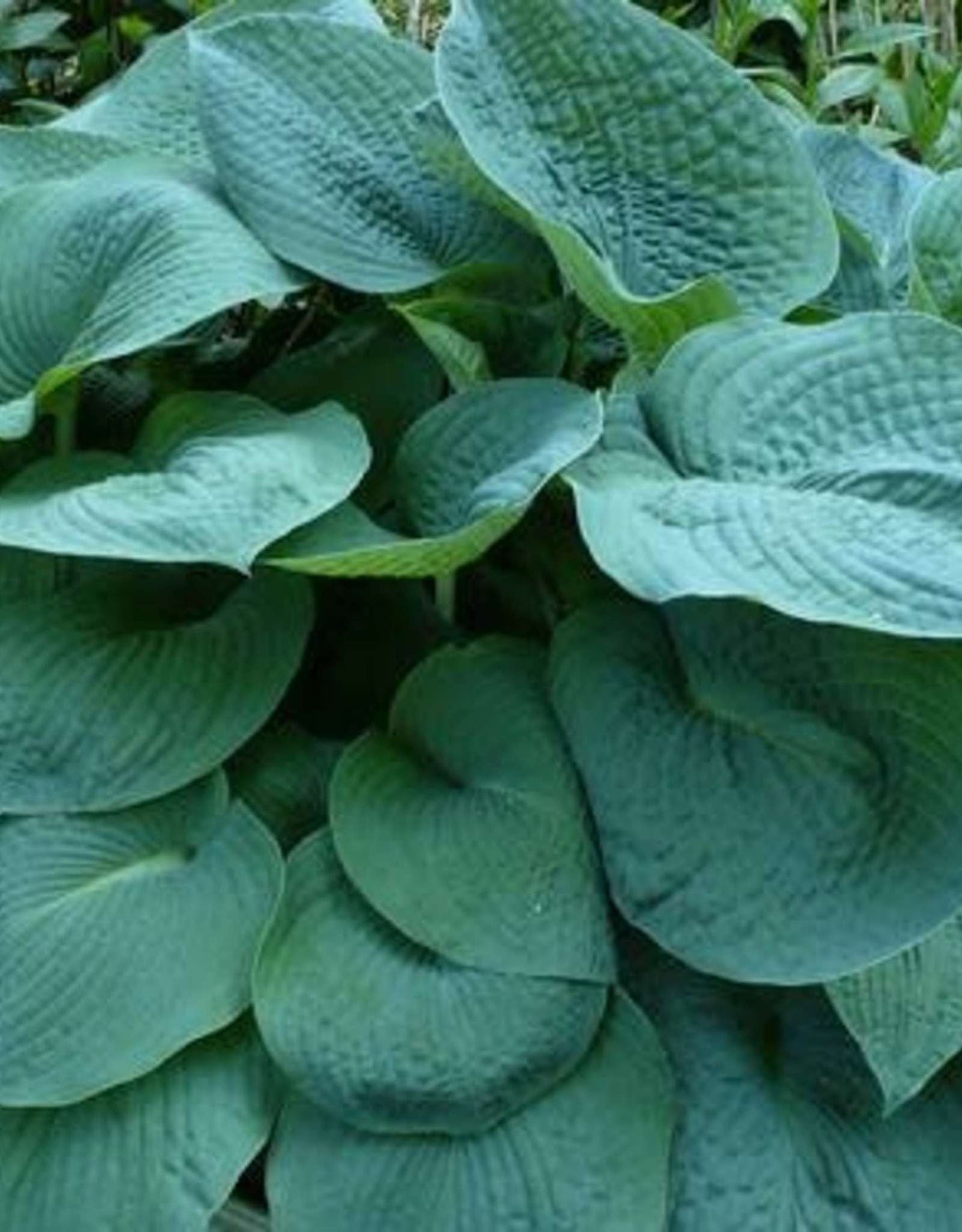 HOSTA 'Big Daddy'