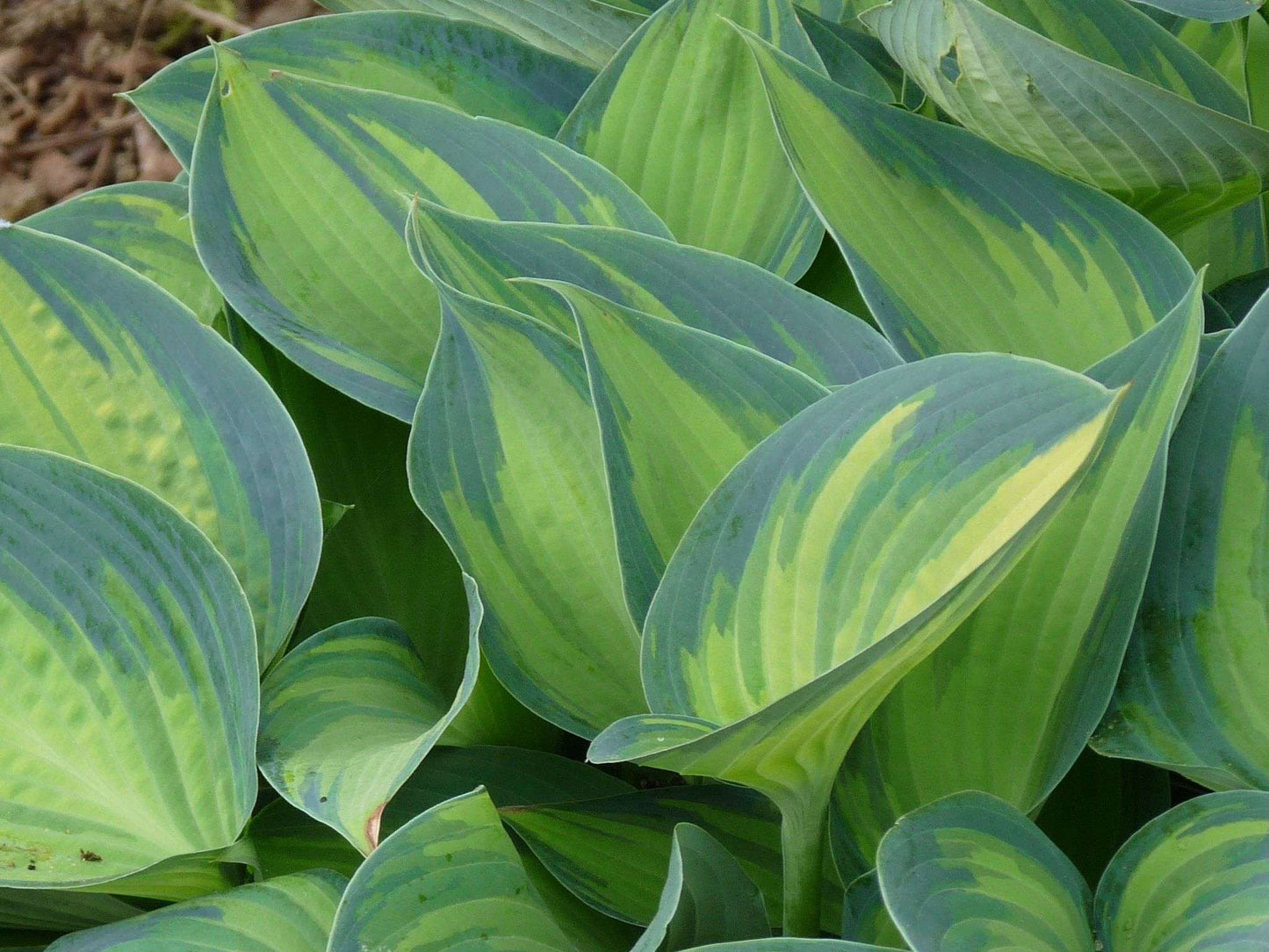 HOSTA 'June'