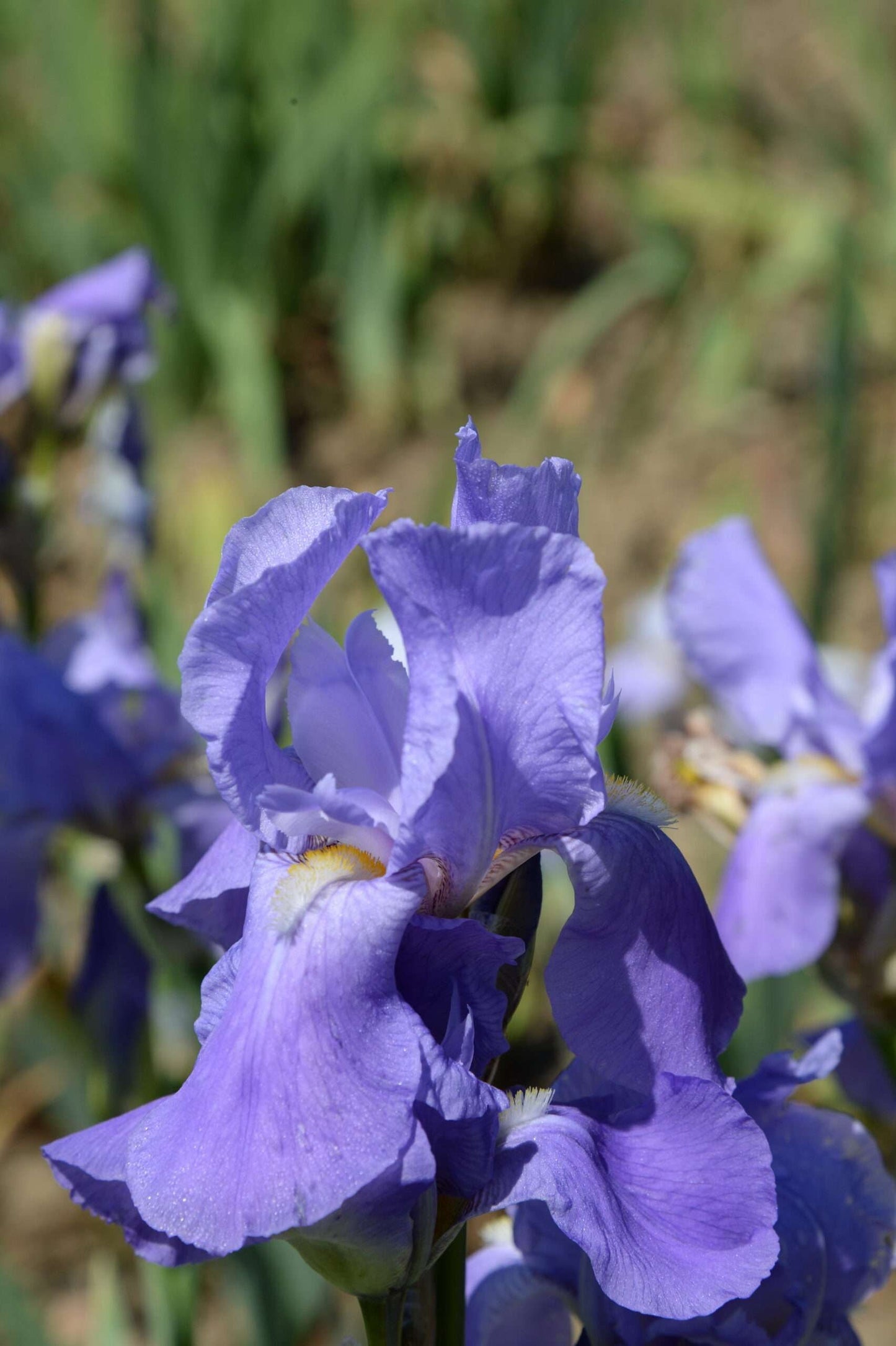 IRIS germanica 'Dalmatica Pallida'