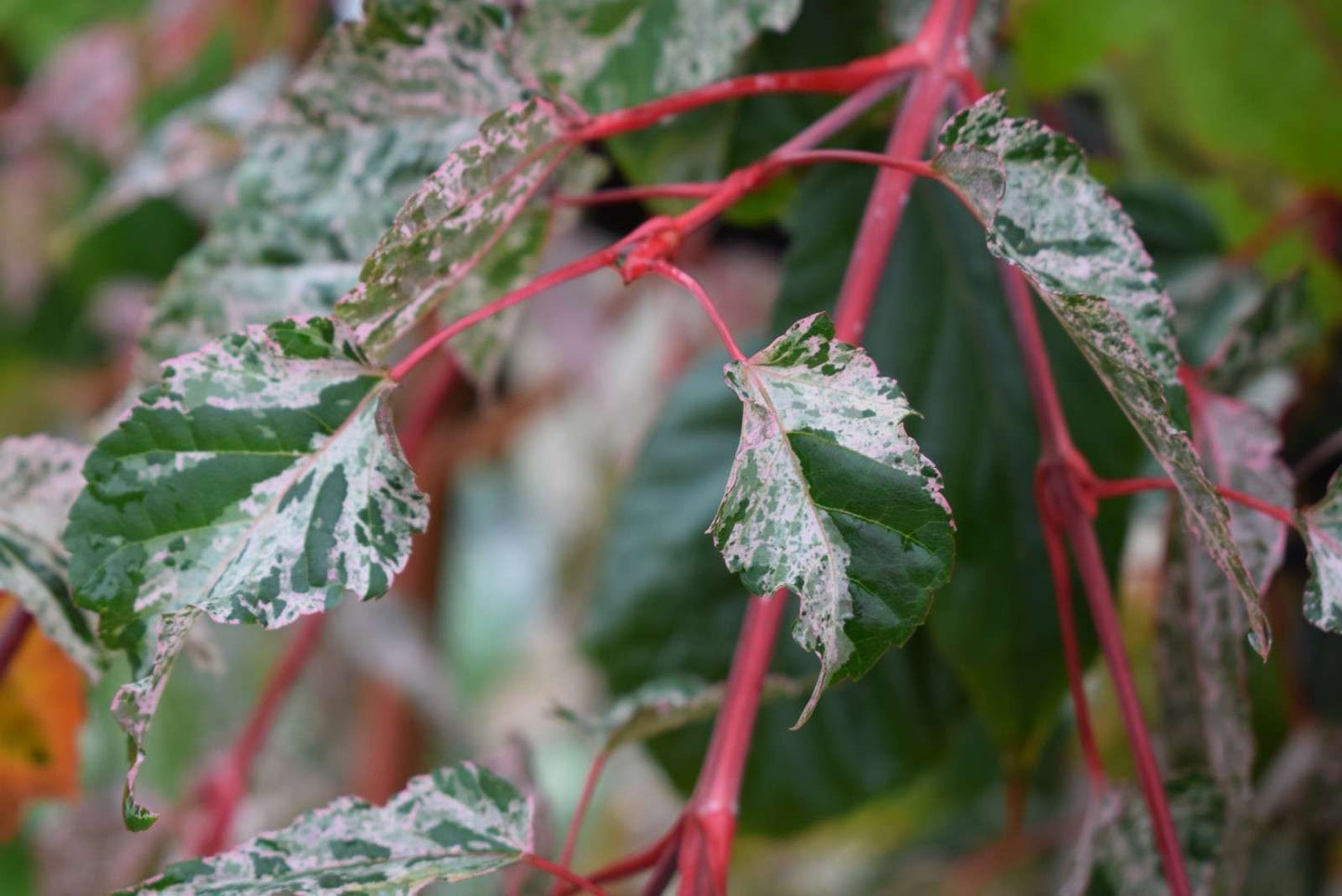 ACER conspicuum 'Red Flamingo'
