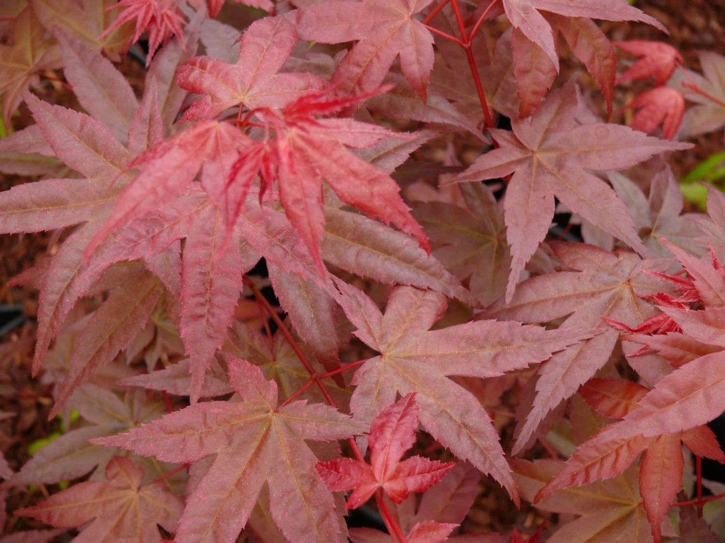 ACER palmatum 'Beni Maiko'