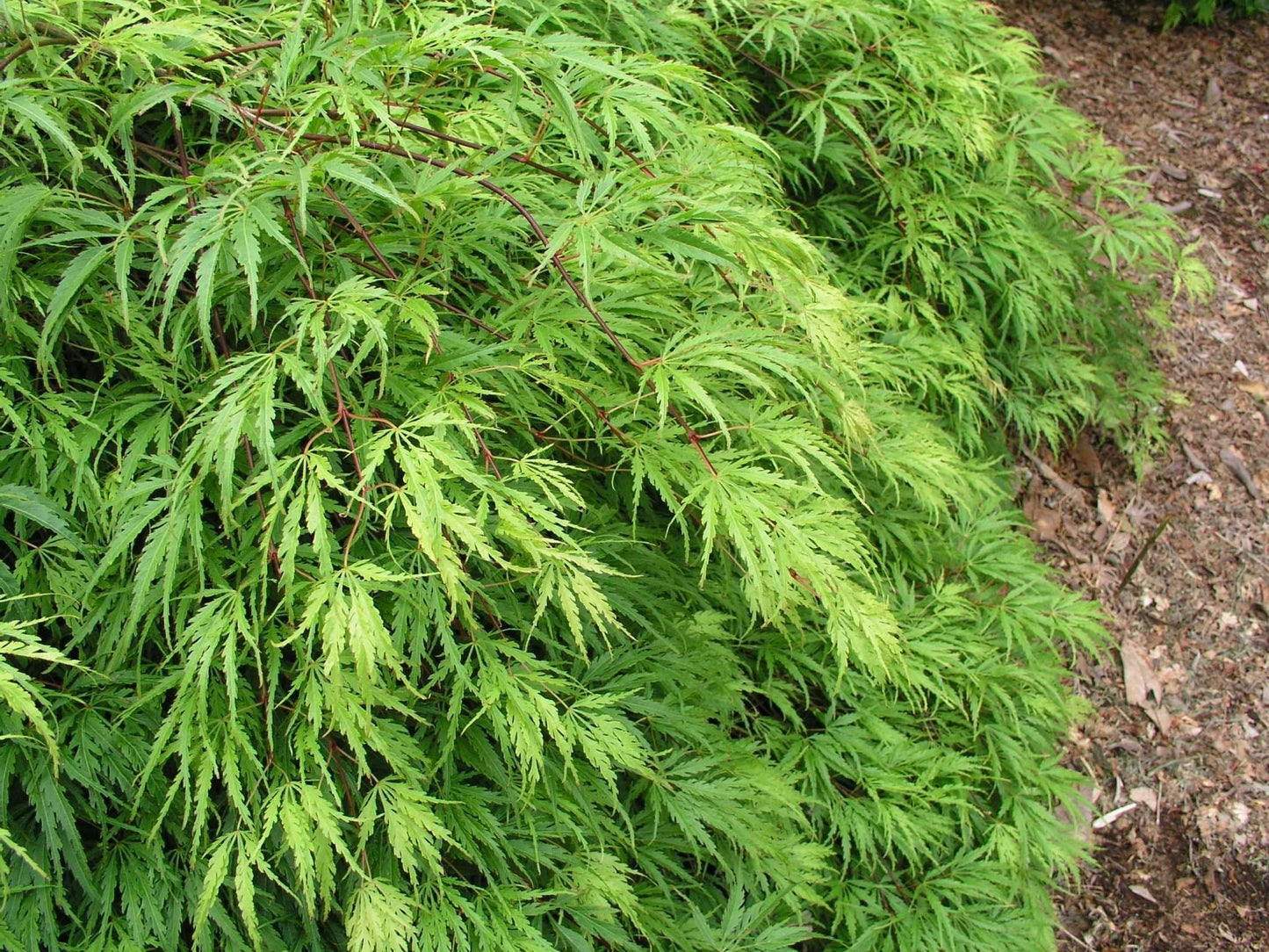 ACER palmatum 'Dissectum Emerald Lace'