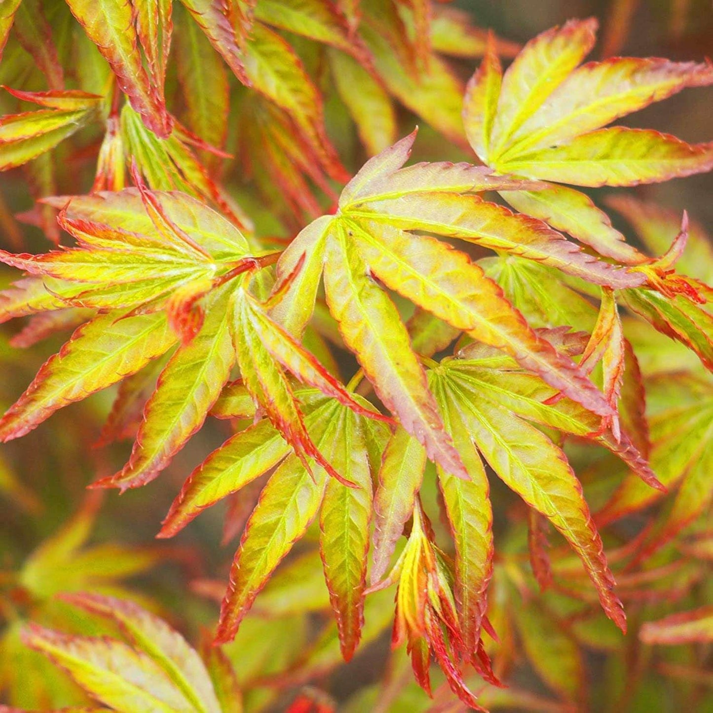 ACER palmatum 'Little Princess'