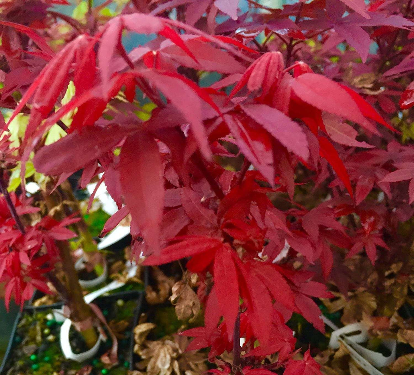ACER palmatum 'Little Red'