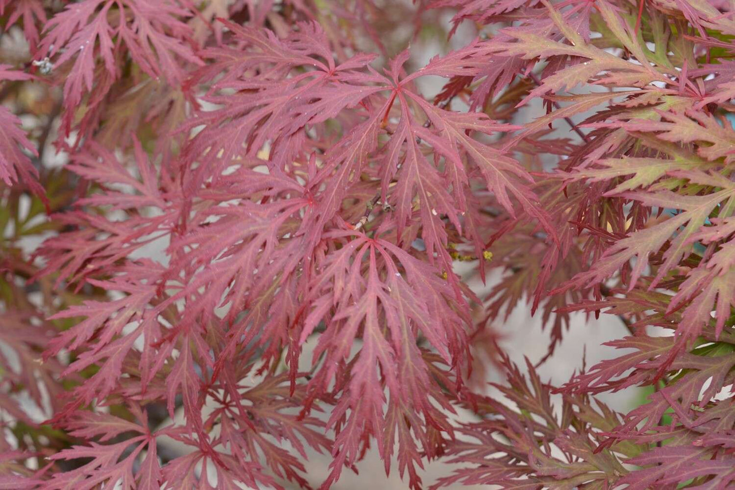 ACER palmatum 'Orangeola'
