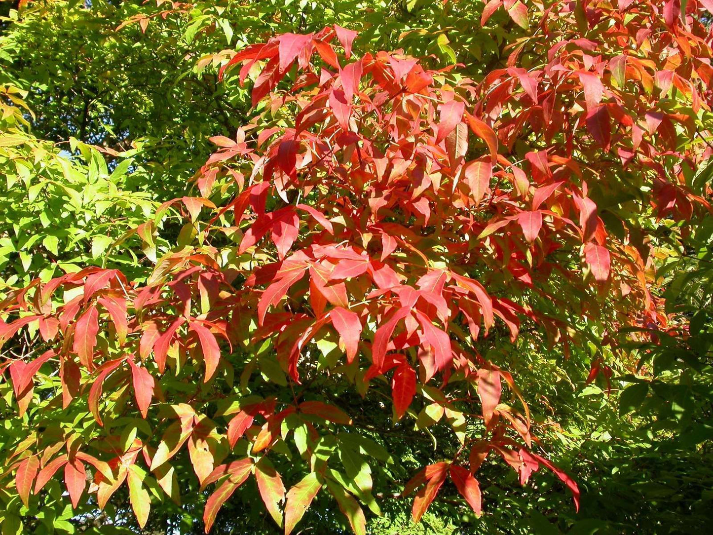 ACER triflorum
