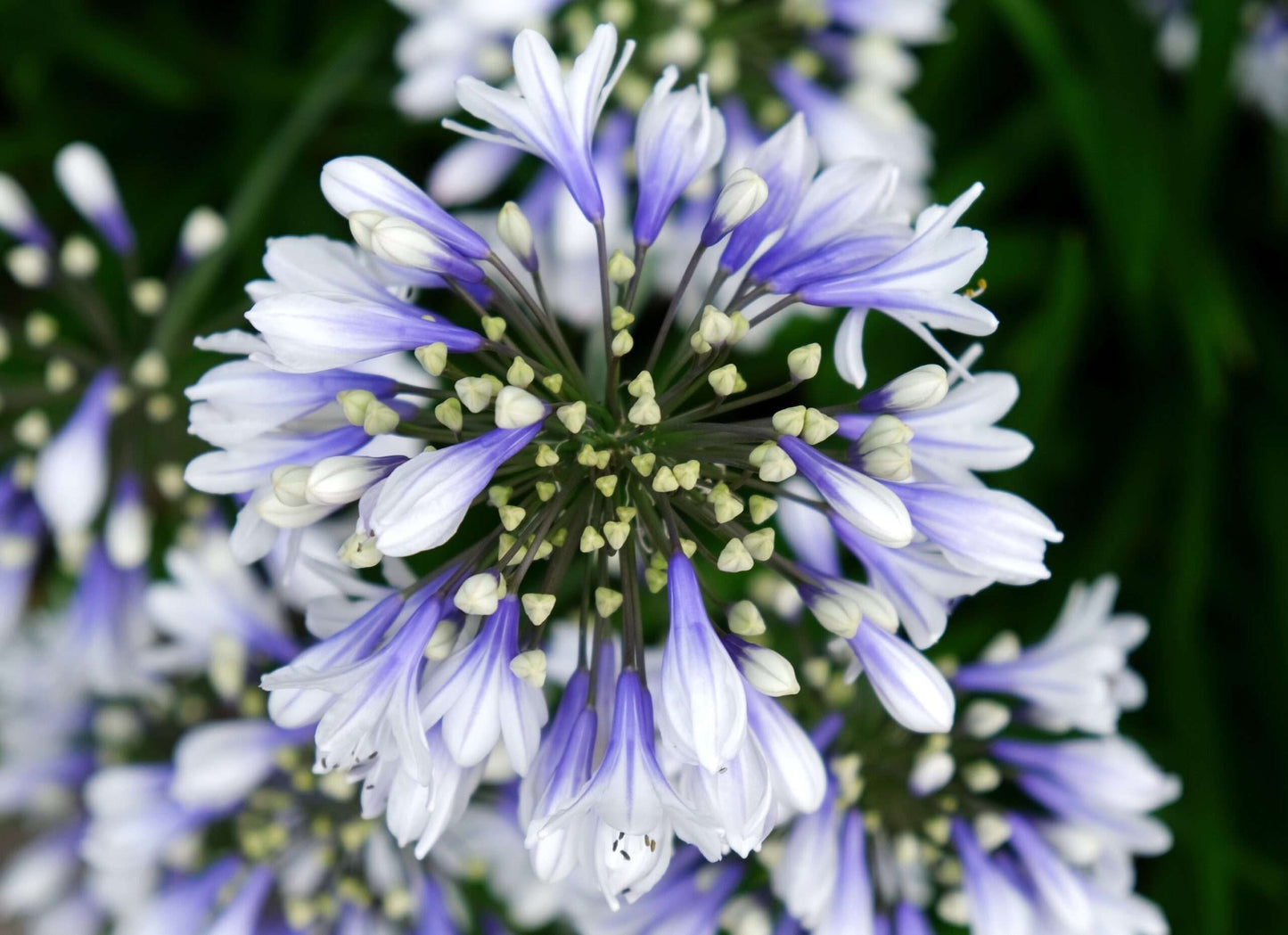 AGAPANTHUS 'Twister'