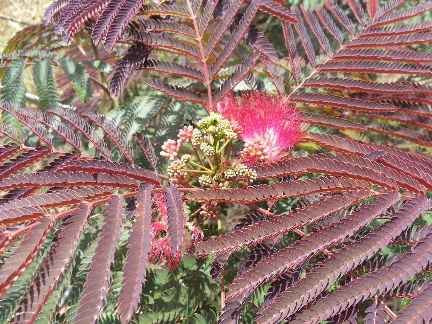 ALBIZIA julibrissin 'Evey's pride'