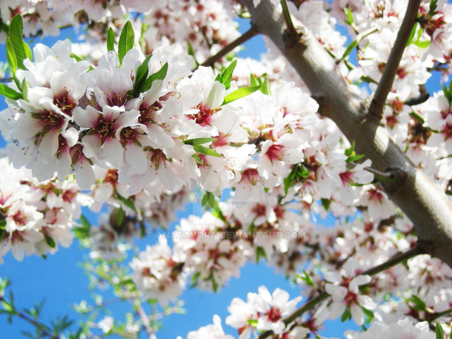 AMYGDALUS vulgaris