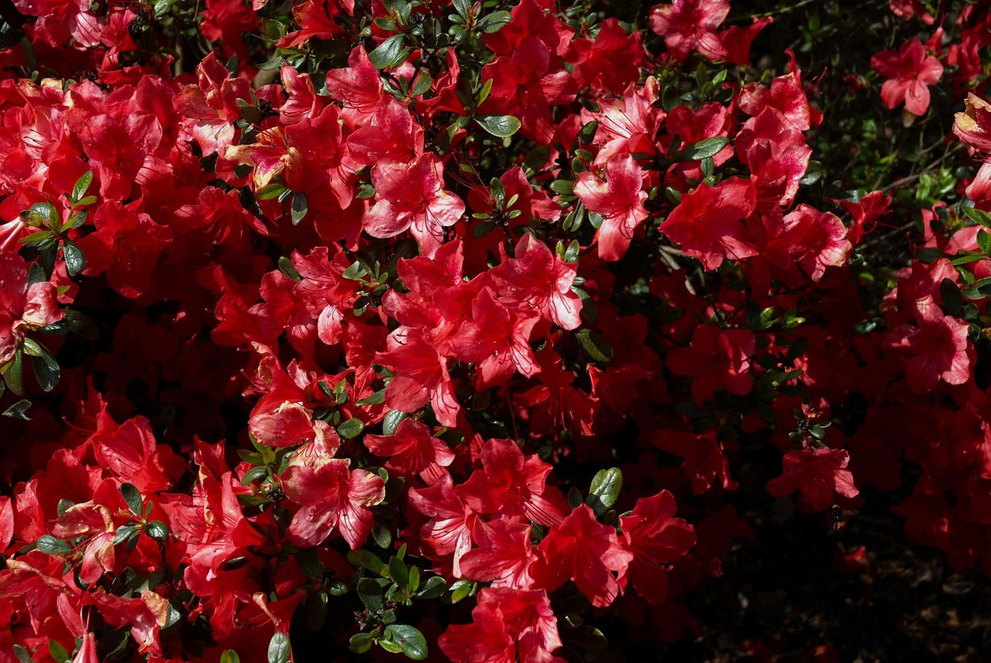 AZALEA japonica 'Alladin scout'