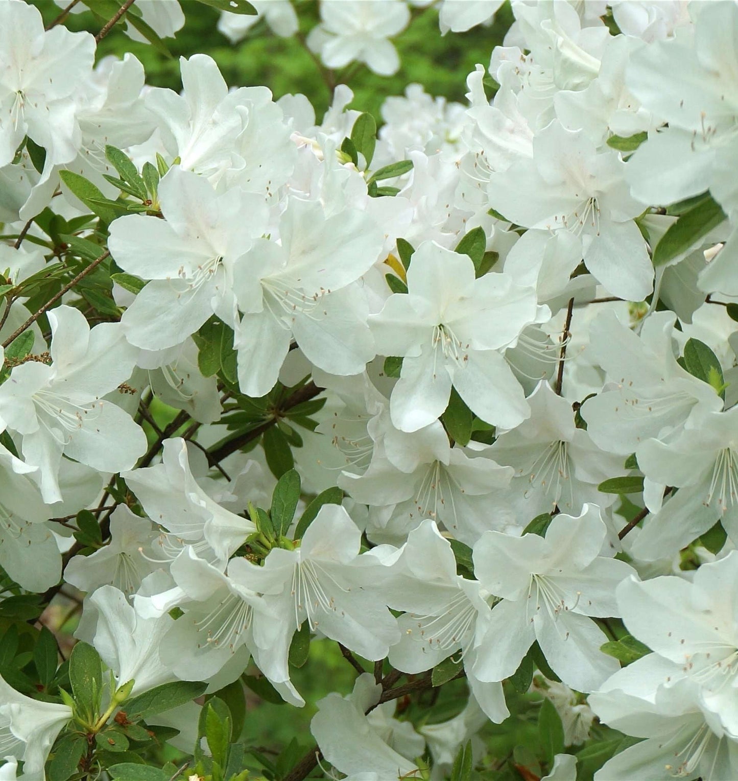 AZALEA japonica 'Dorothy Hayden'