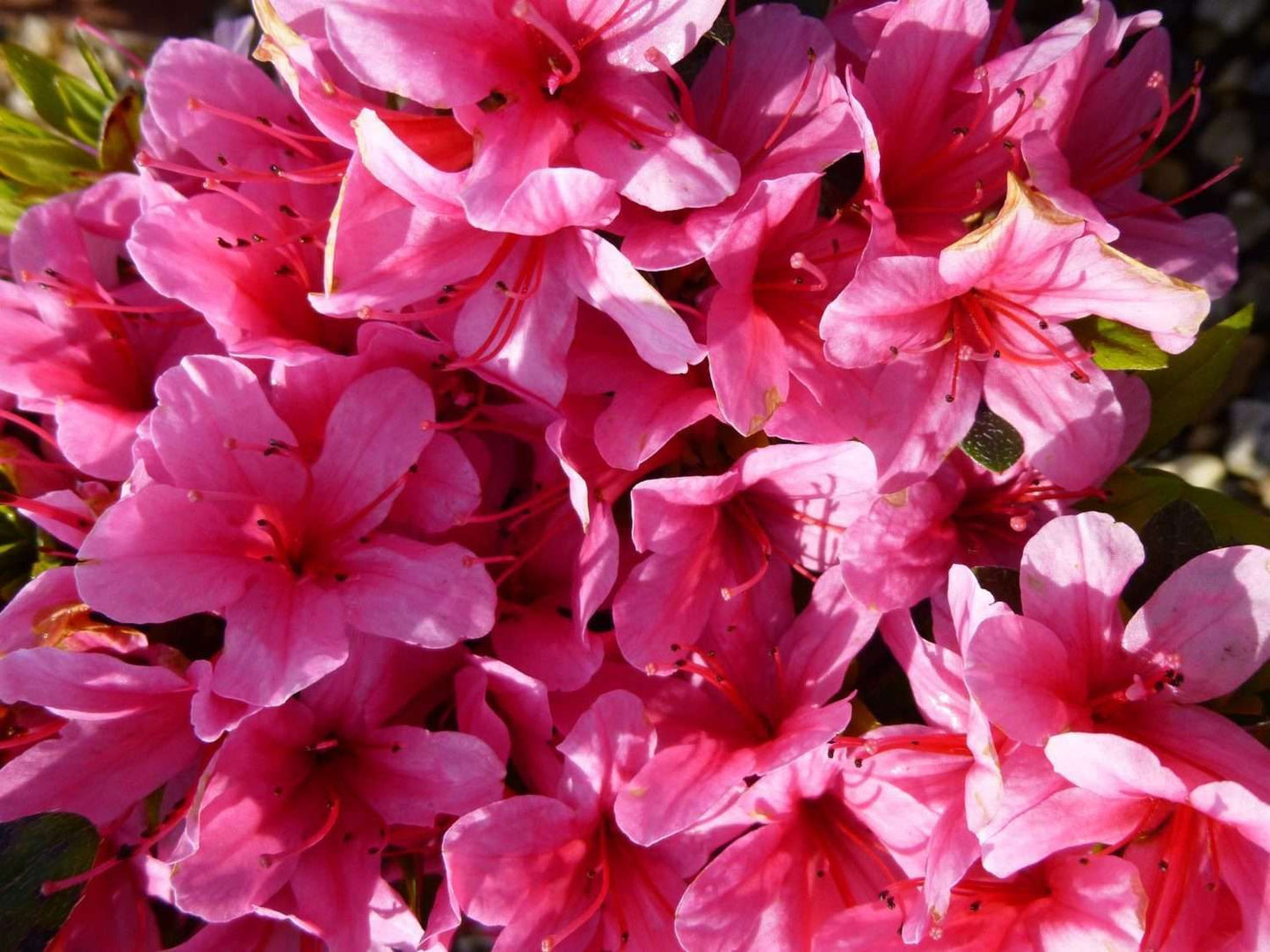 AZALEA japonica 'Silvester'