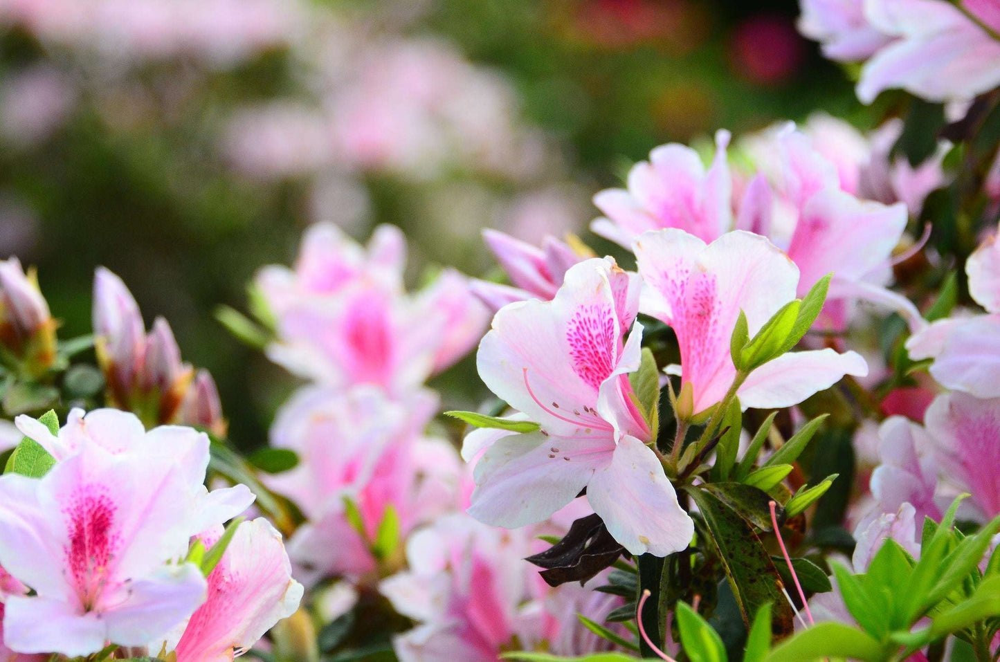 AZALEA 'Southern Charm'