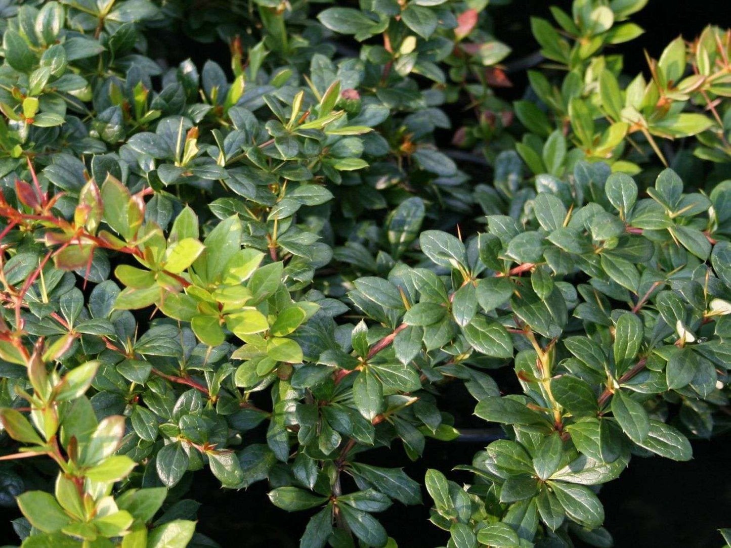 BERBERIS x media 'Parkjuweel'