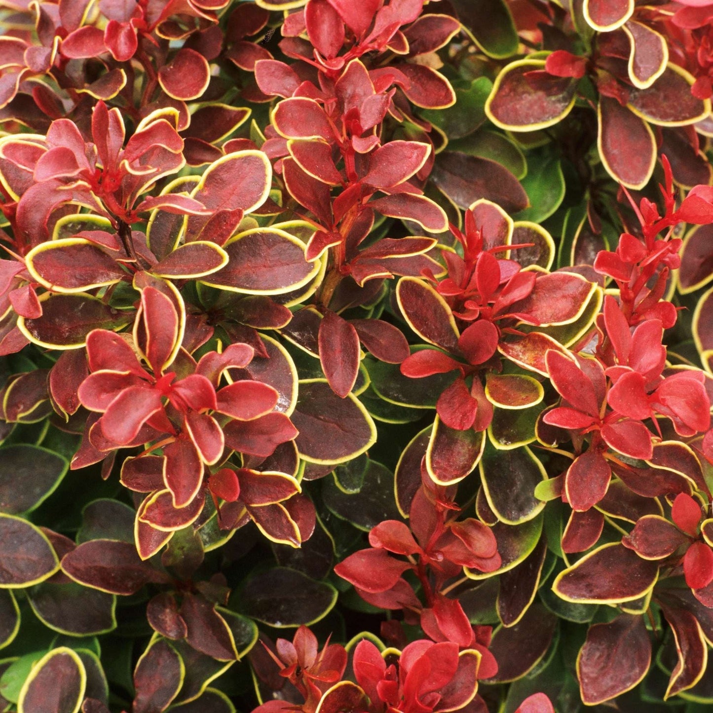 BERBERIS thumbergii 'Chicquita'