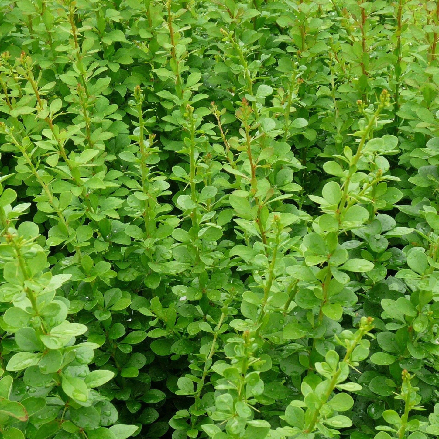 BERBERIS thumbergii 'Erecta'