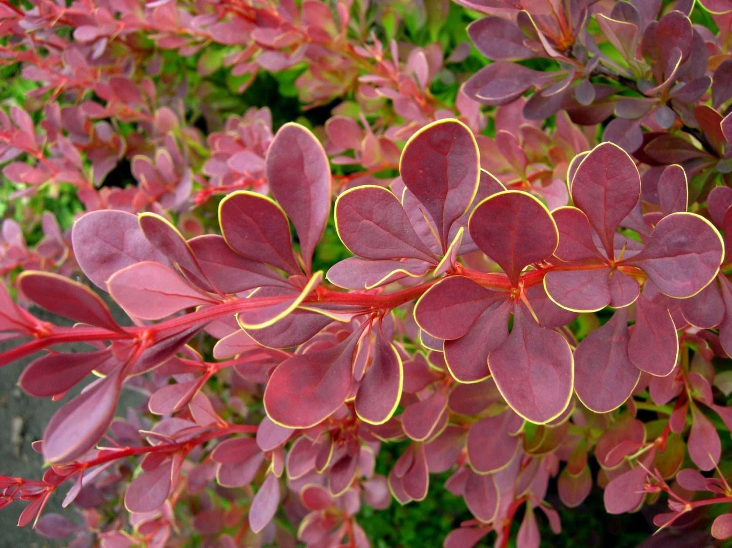 BERBERIS thunbergii 'Golden Ring'