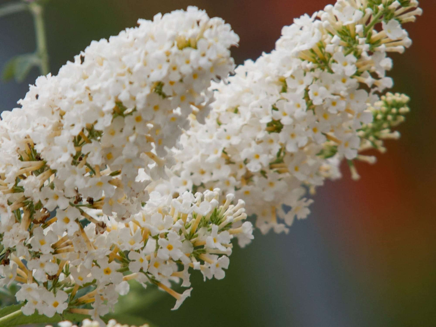 BUDDLEIA dreaming 'White'