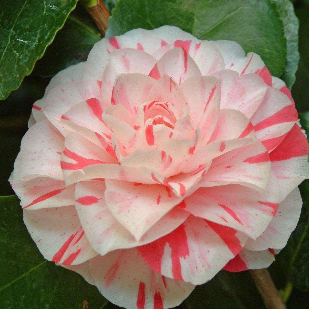 CAMELLIA japonica 'Lavinia Maggi'