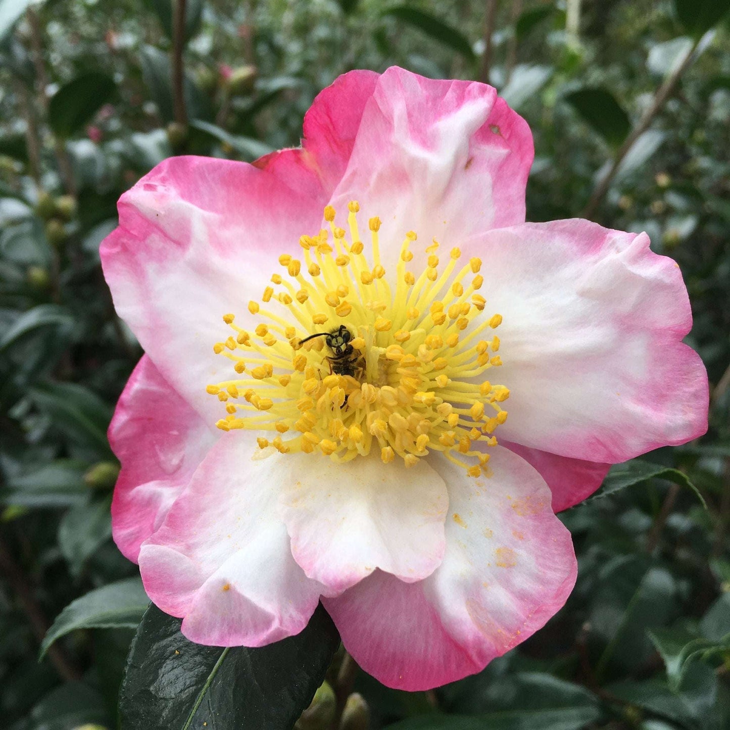 CAMELLIA sasanqua 'Hana - Jiman'