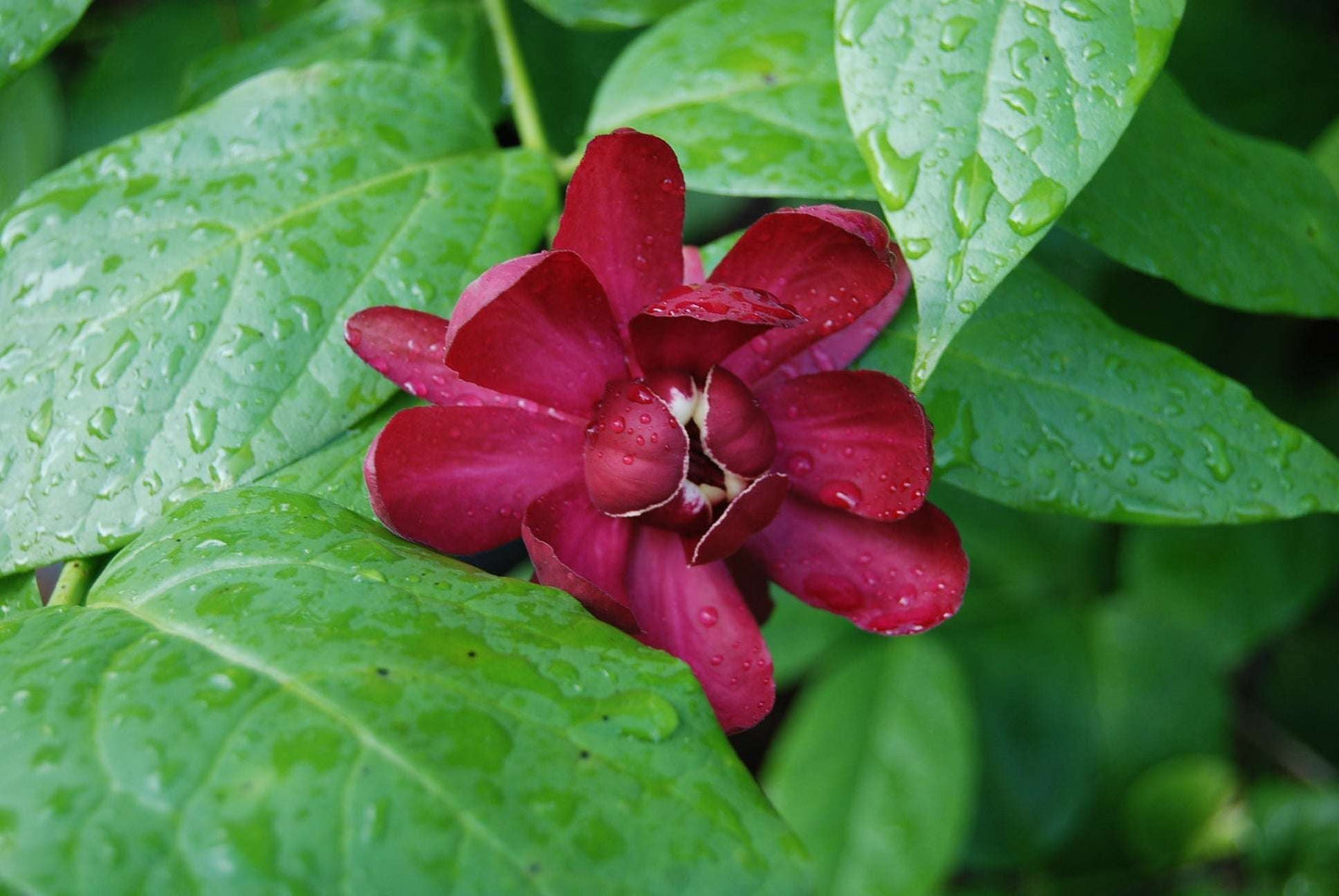 CALYCANTHUS floridus 'Aphrodite'