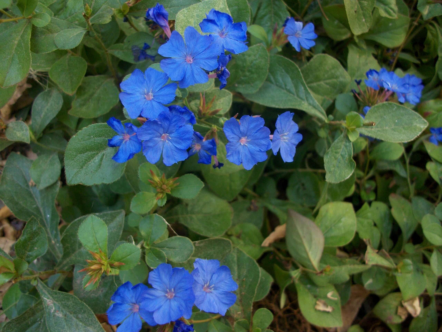 CERATOSTIGMA plumbagoide