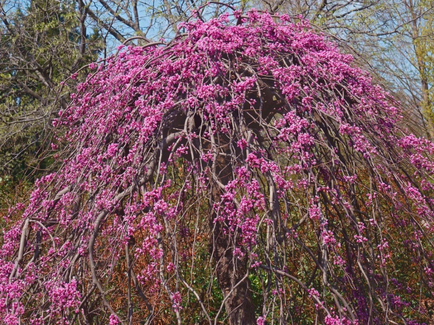 CERCIS canadensis 'Levander Twist'