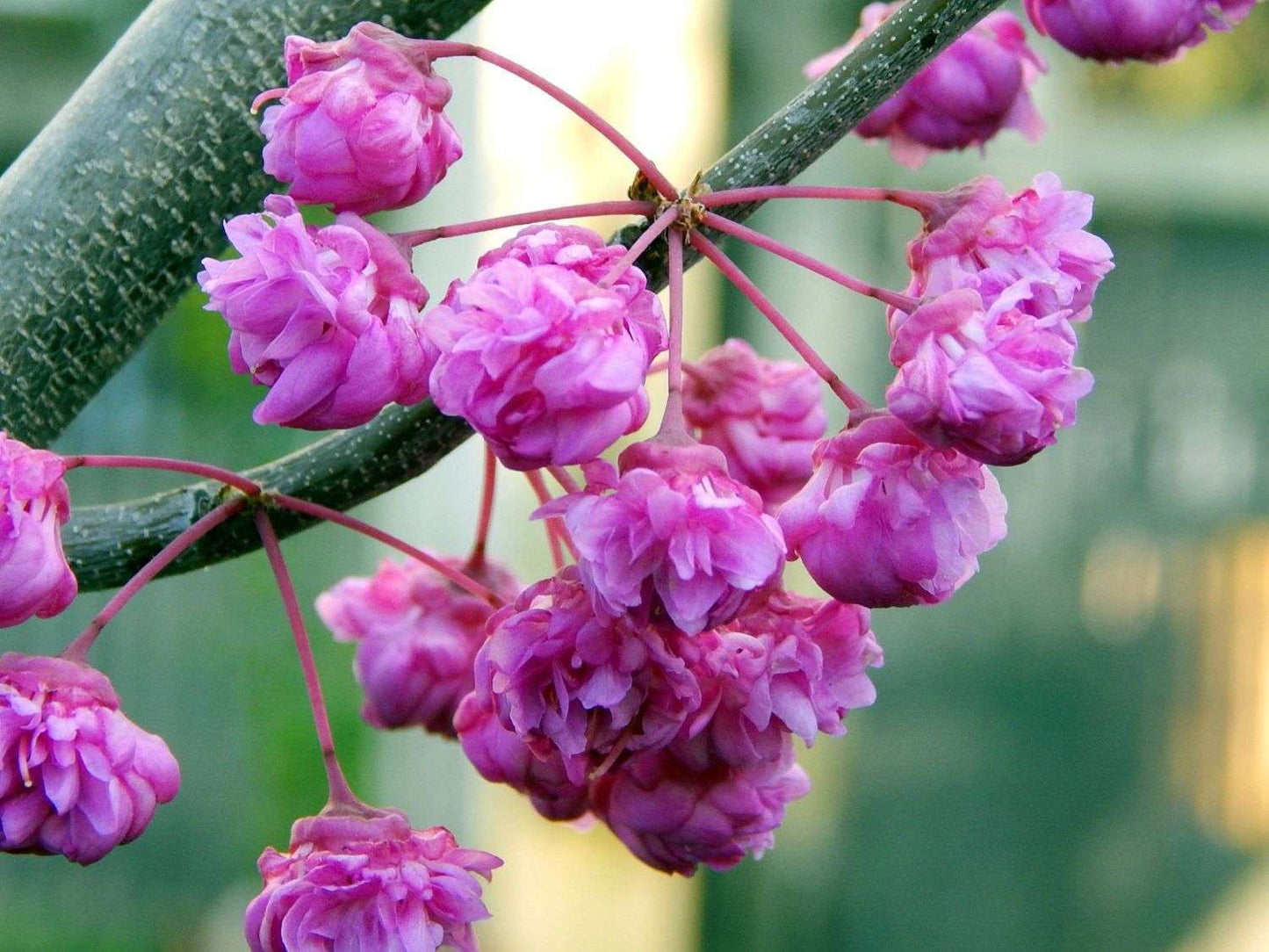 CERCIS canadensis 'Pink Pom Pom'