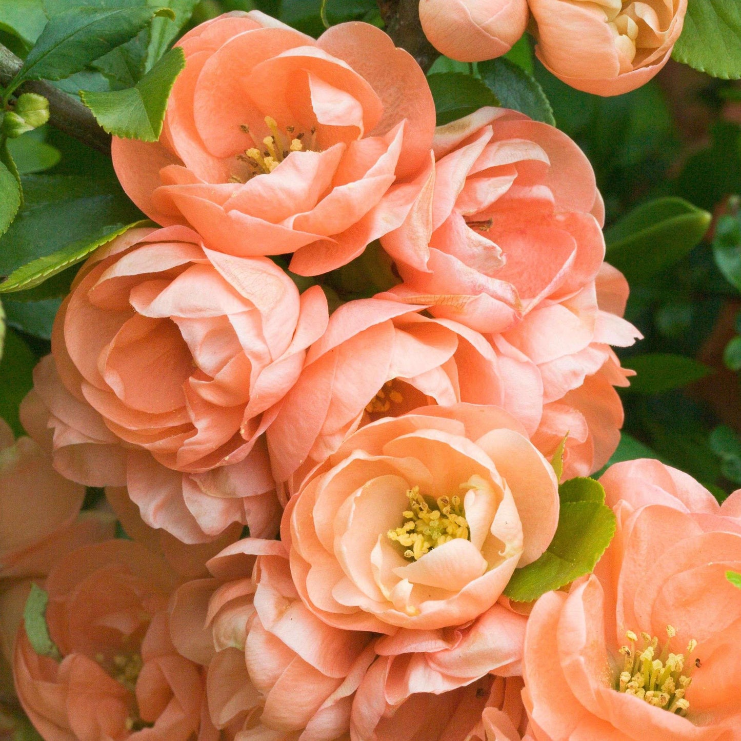 CHAENOMELES x superba 'Cameo'