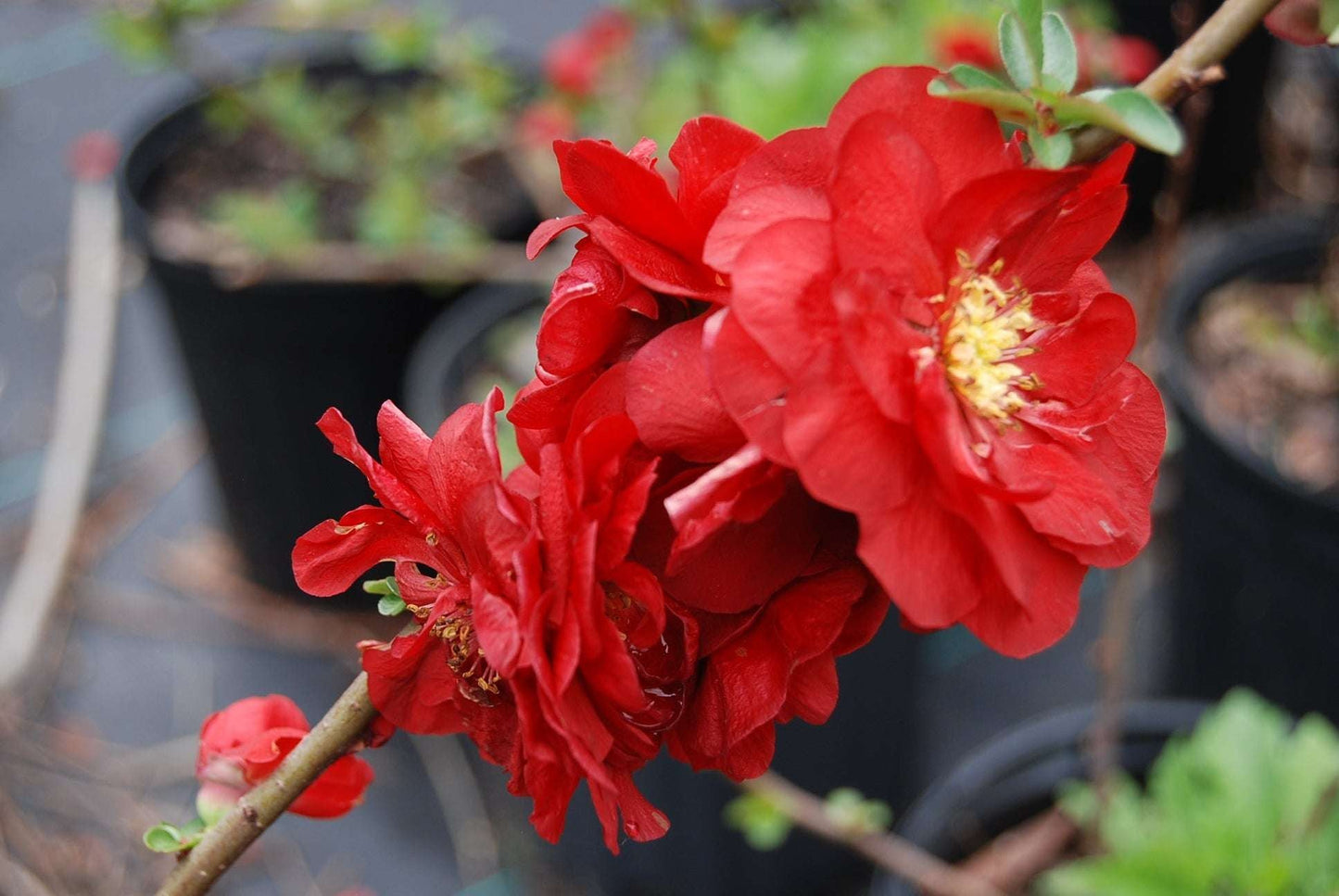 CHAENOMELES speciosa 'Scarlet Storm'
