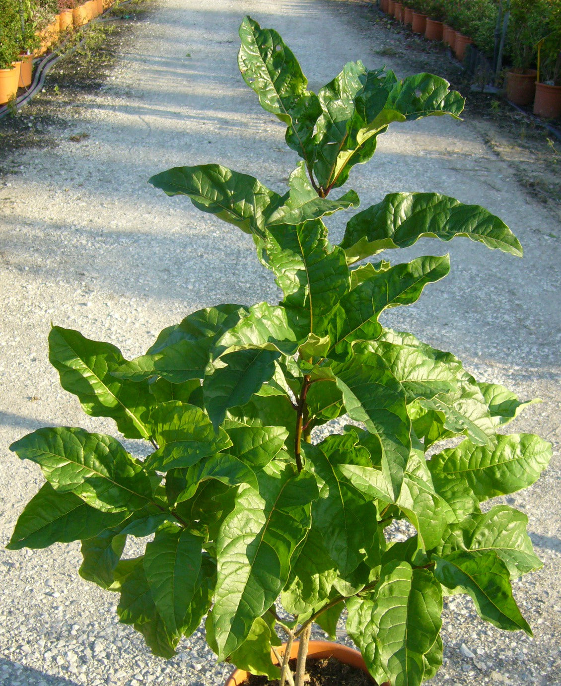 CHIONANTHUS virginicus