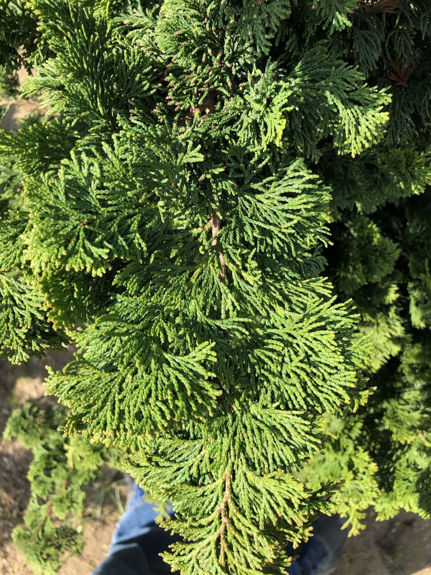 CHAMAECYPARIS obtusa