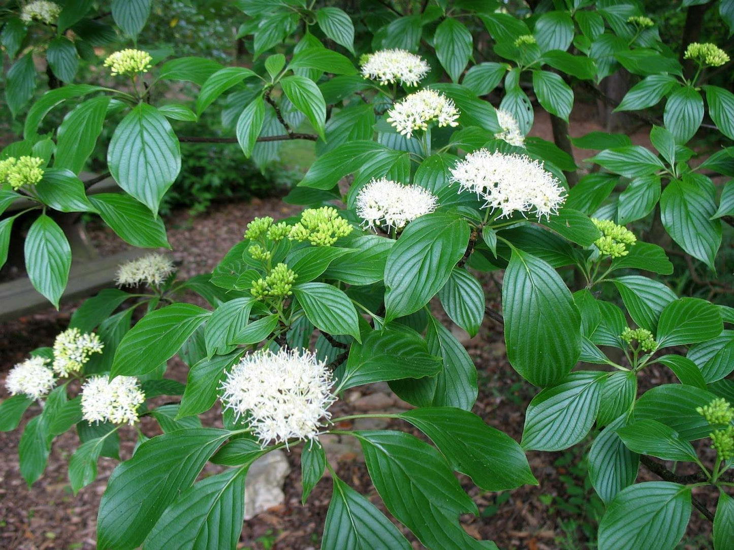 CORNUS alternifolia