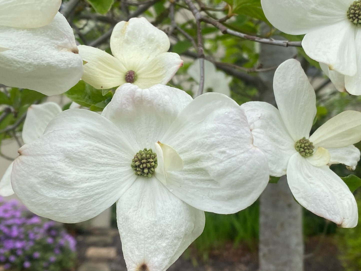 CORNUS florida 'Cherokee Princess'