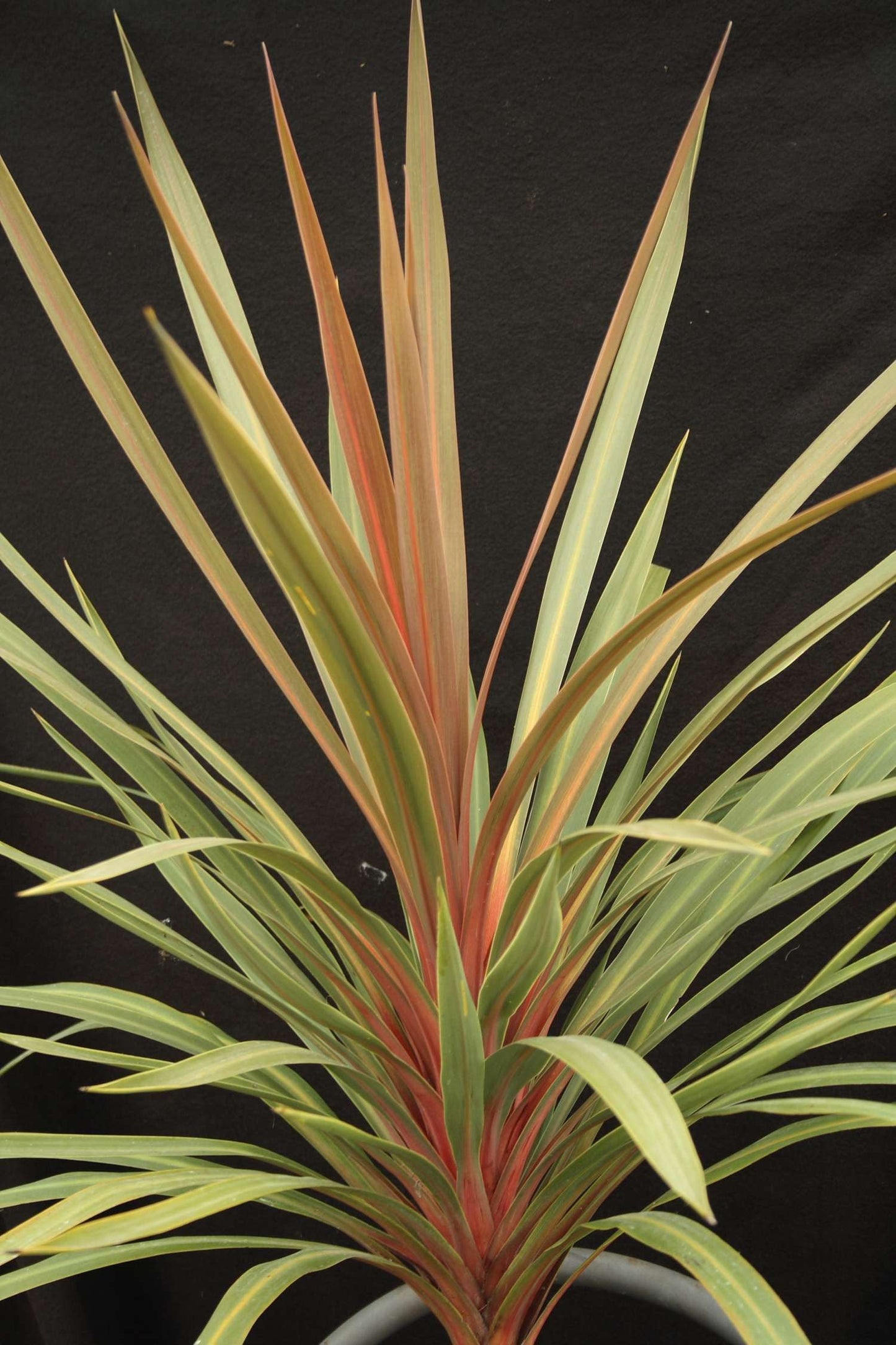 CORDYLINE australis 'Red Heart'