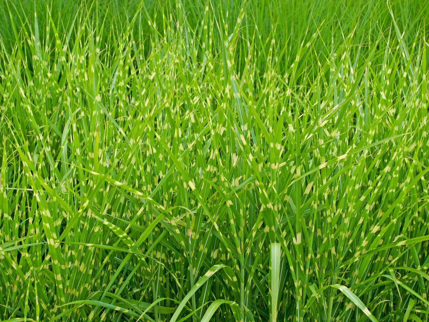 MISCANTHUS sinensis 'Strictus'