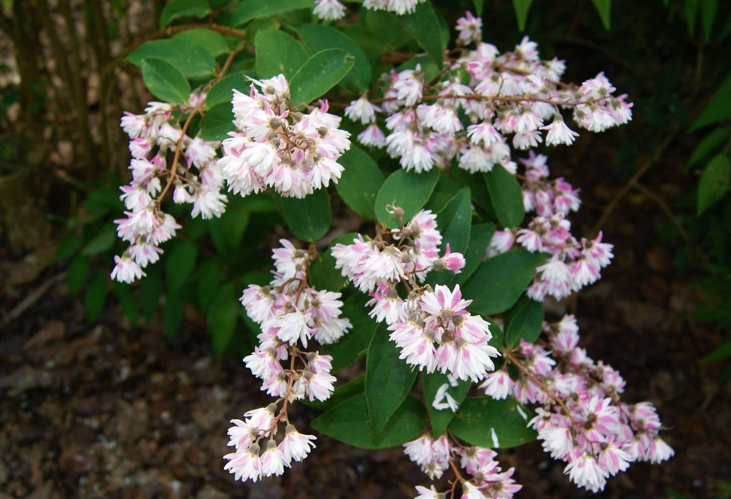 DEUTZIA scabra 'Pride de Rochester'