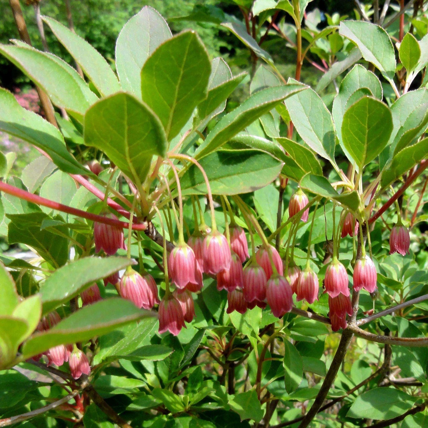 ENKIANTHUS campanulatus