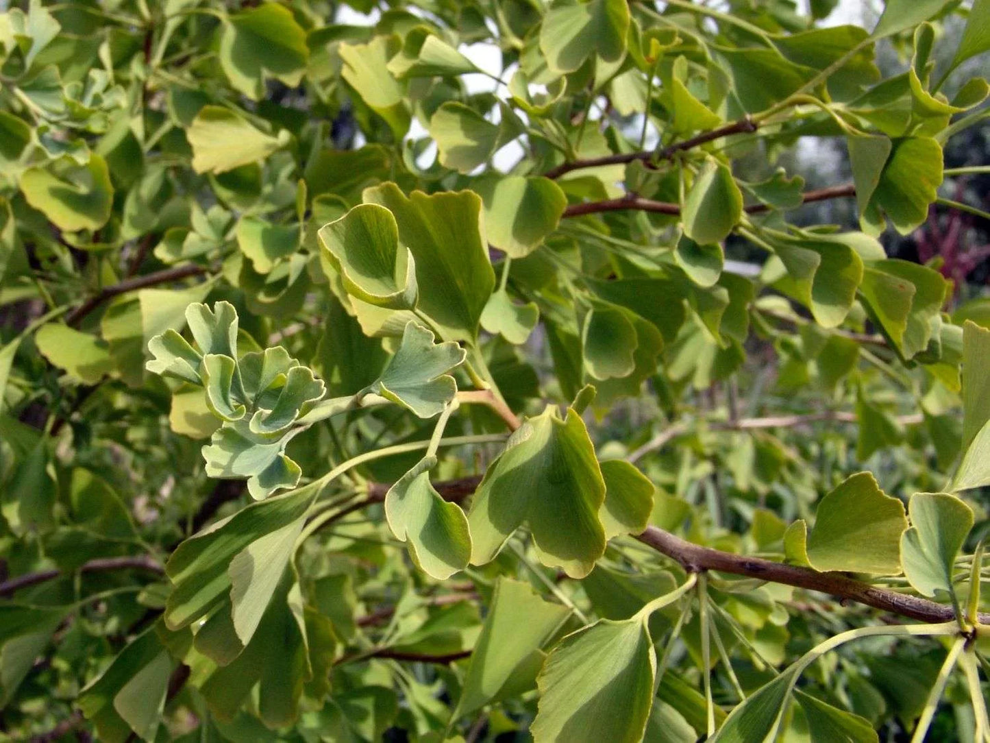 GINKGO biloba 'Tit'
