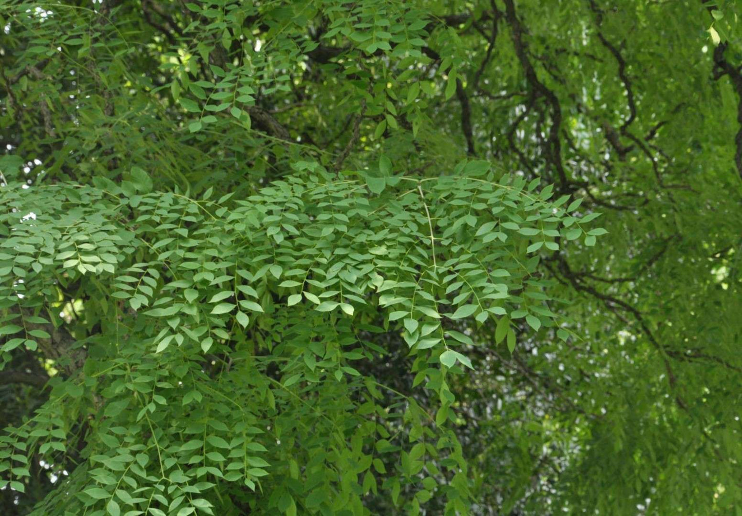 GYMNOCLADUS dioica