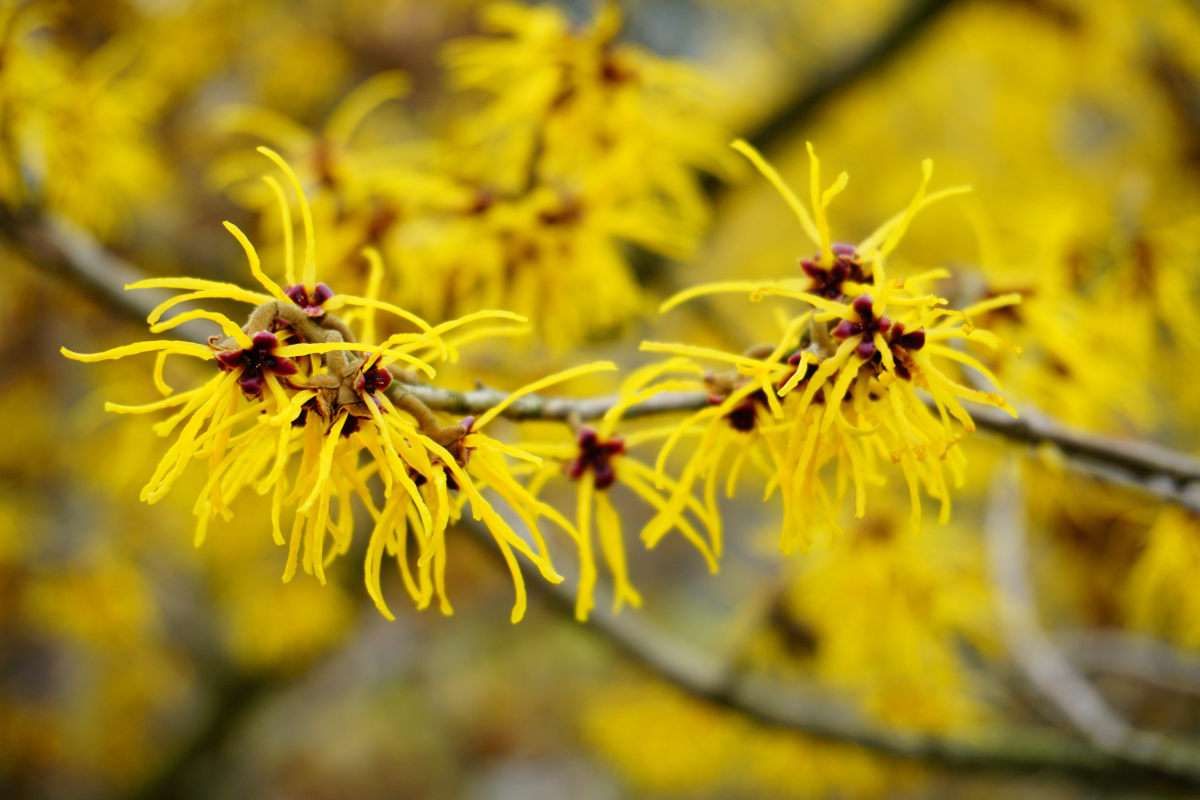 HAMAMELIS x intermedia 'Primavera'