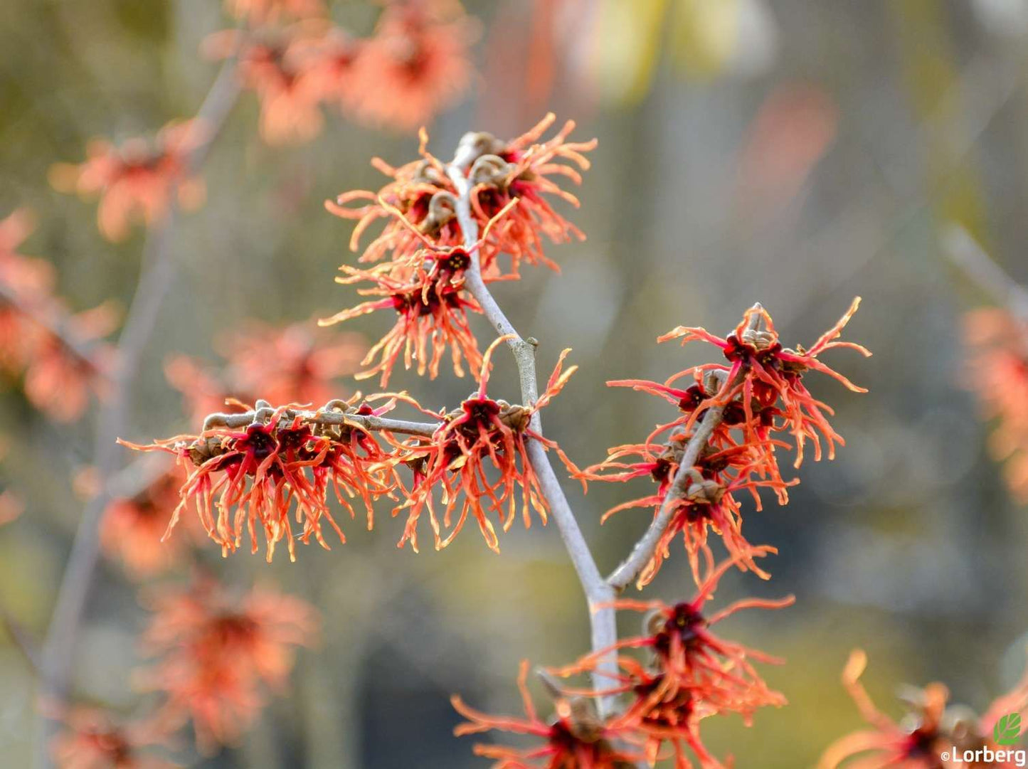 HAMAMELIS x intermedia 'Feuerzauber'
